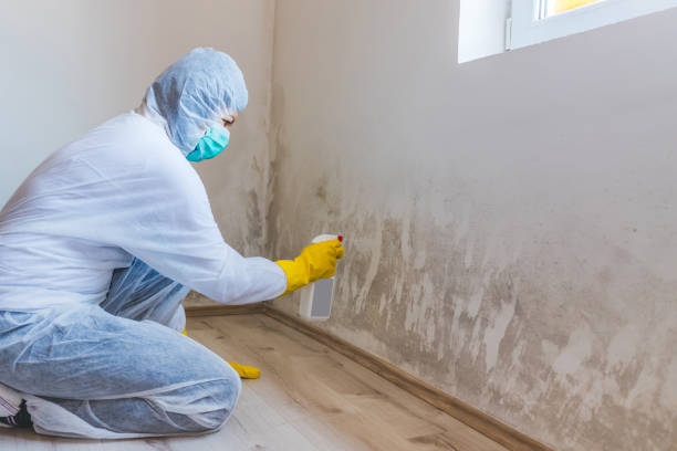 Licensed Black Mold Remediation service in Westminster, TX - Car Mold Remediation