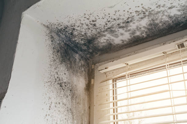 Affordable Black Mold Remediation solutions in Westminster, TX